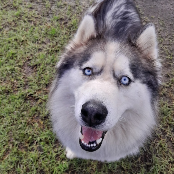 Iko