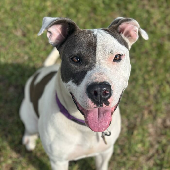 Darla - Image 2