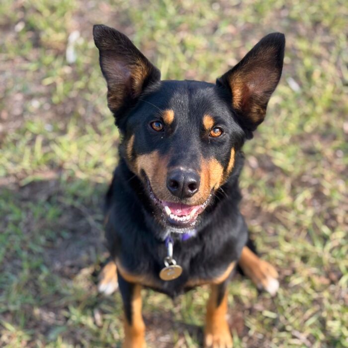 Finn
