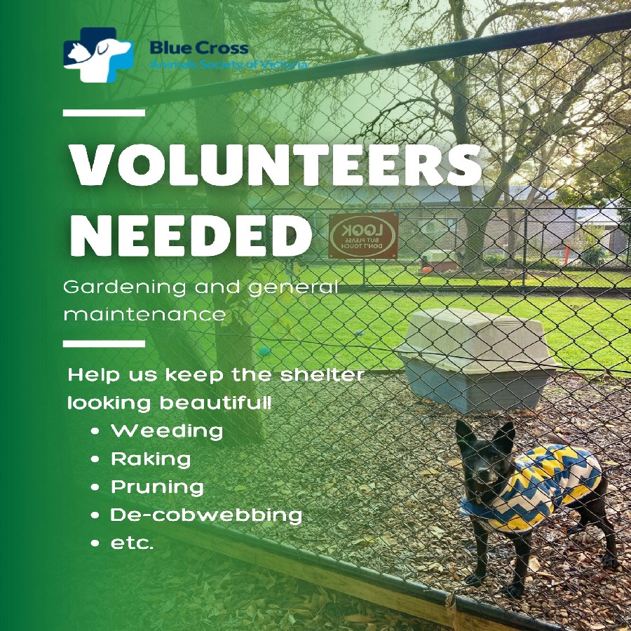 VOLS NEEDED_900 X 900