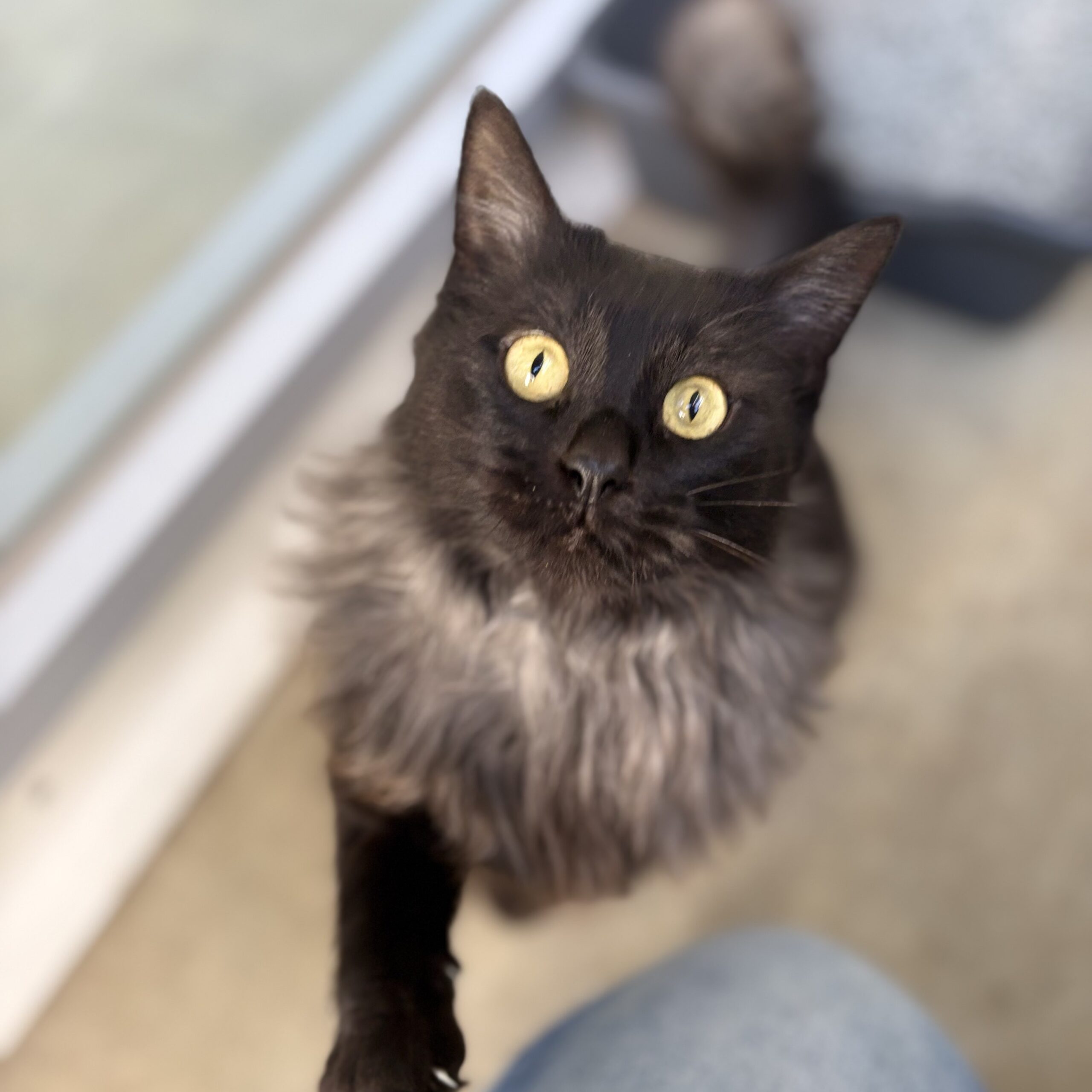 Nova
