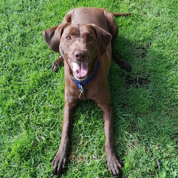 Scout - Image 3