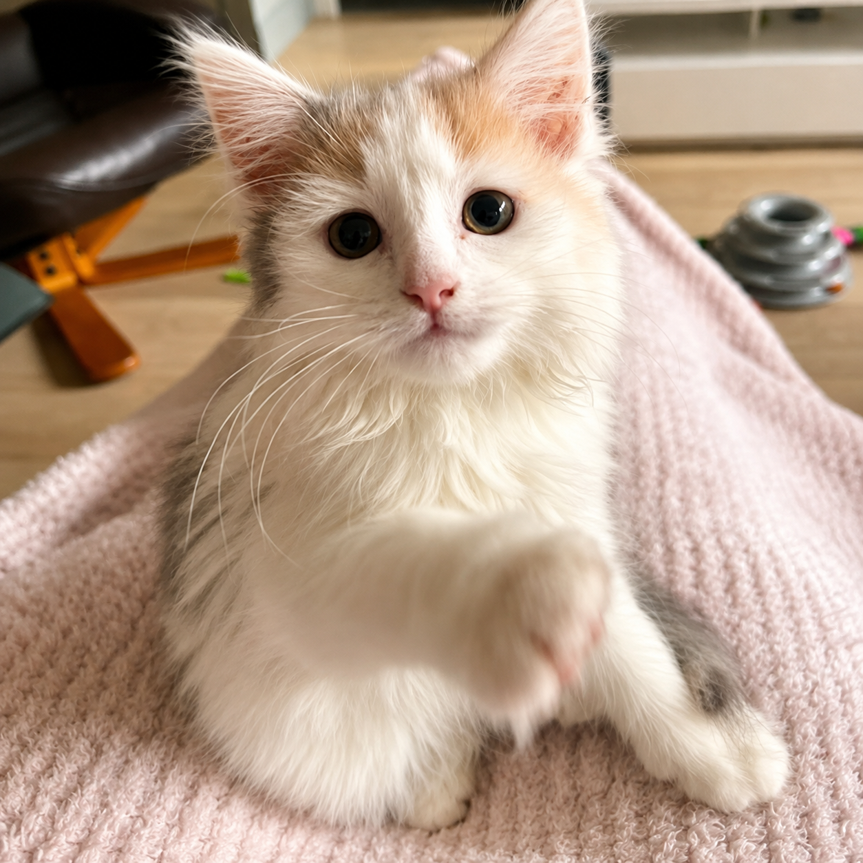 Kitty