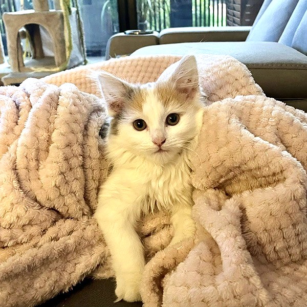 Kitty - Image 2