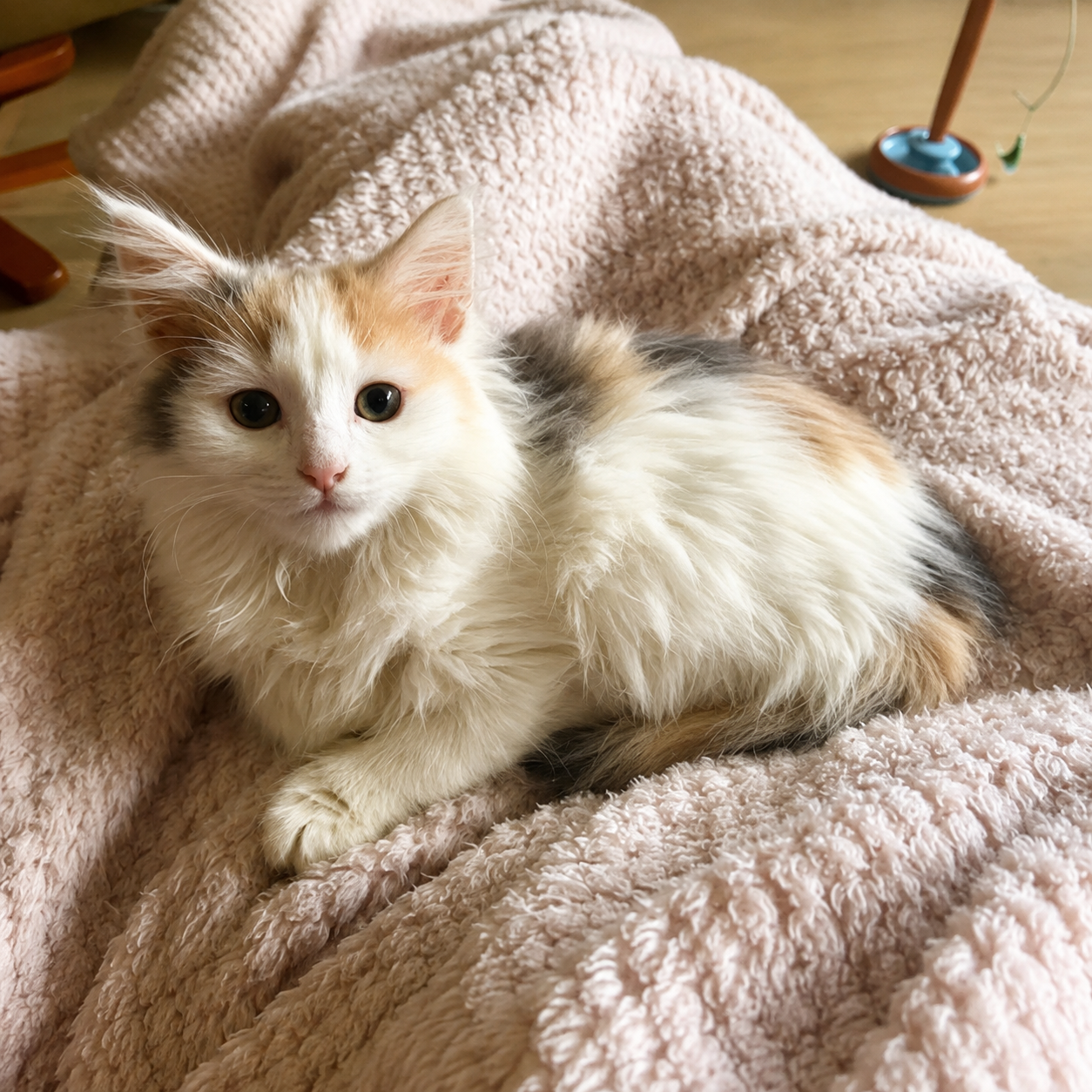Kitty - Image 3